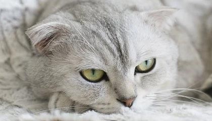 爱游戏登录入口-突尼斯希望主打身体对抗但失控节奏，突尼斯球员