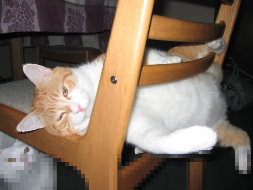 体育专项硕士招生人数逐年上升，体育专项硕士招生人数逐年上升的原因