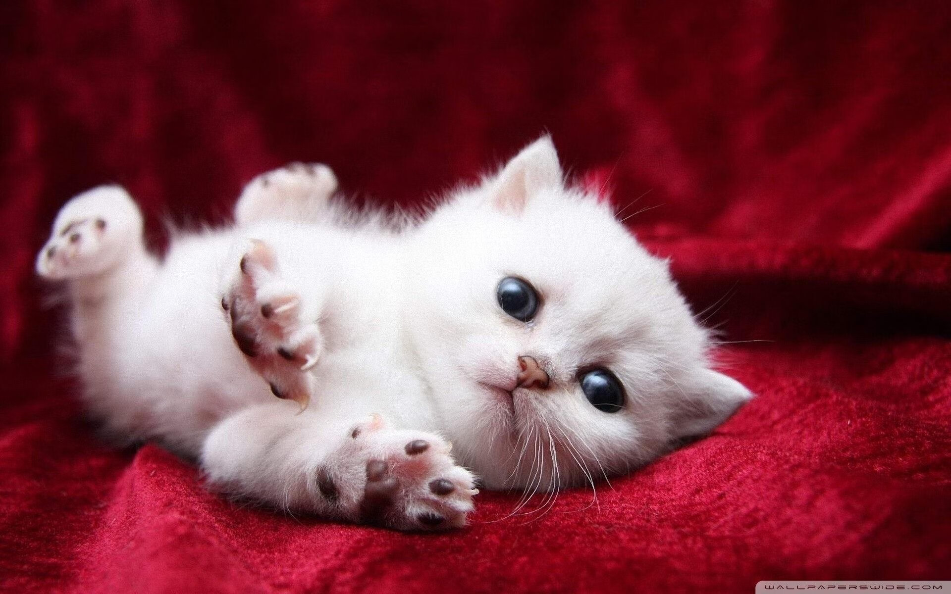 奥预赛中国女足战平 球迷支持球队精神，中国女足球奥运会预选赛赛程时间表