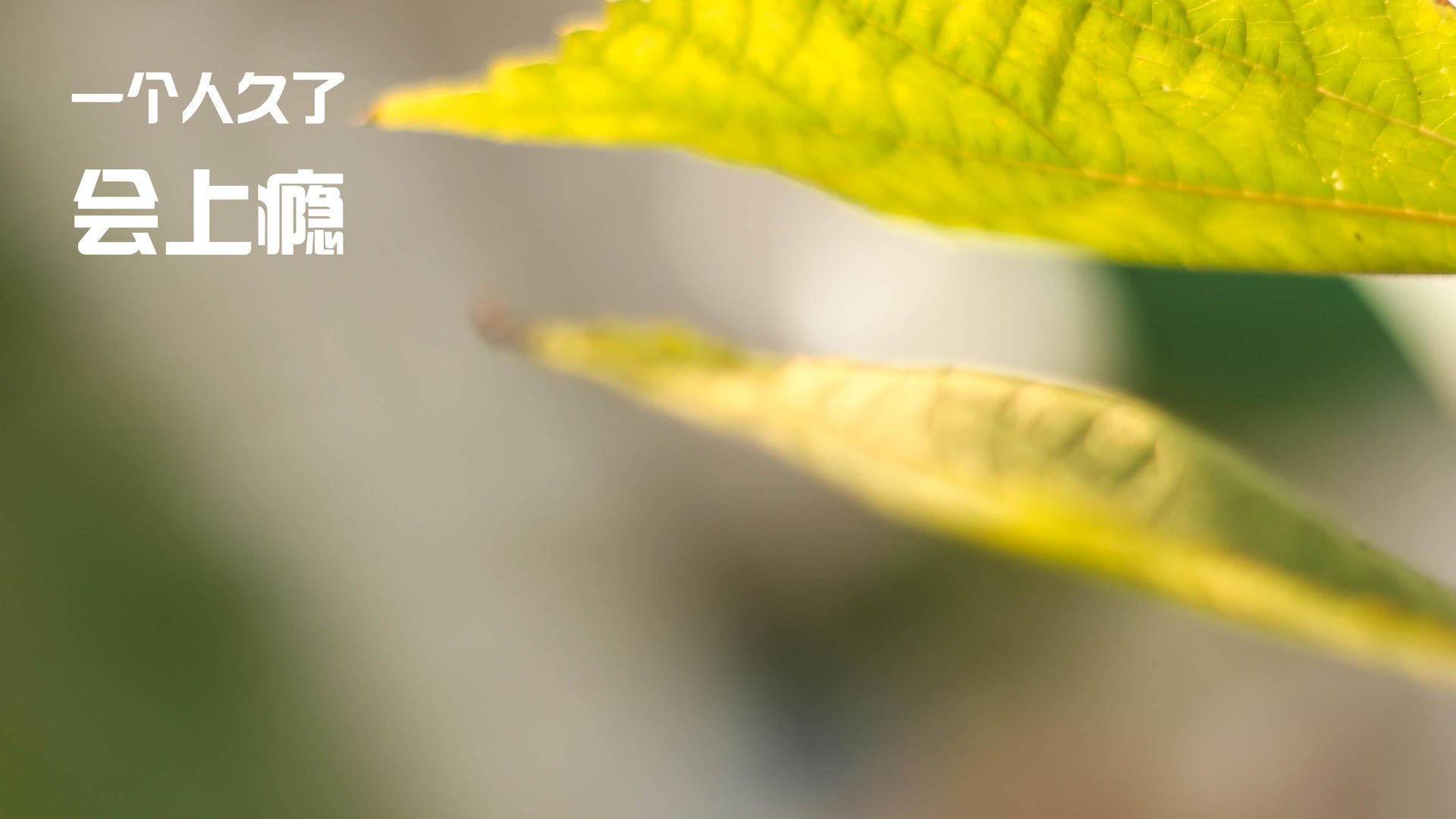 罗马尼亚队赛制分析：如何最大化团队优势应对强敌，罗马尼亚已组联赛