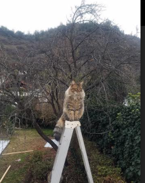 爱游戏在线娱乐官网-水球快攻摩纳哥主导比赛节奏，水球快攻摩纳哥主导比赛节奏怎么样