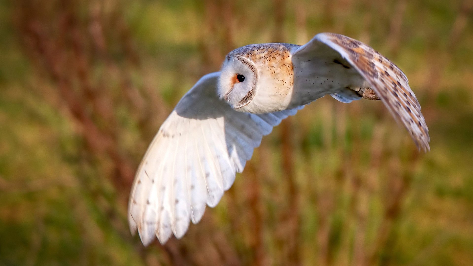 美洲杯逆境崛起：铁血战士的精彩瞬间！，美洲杯揭幕战